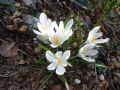 Crocus vernus